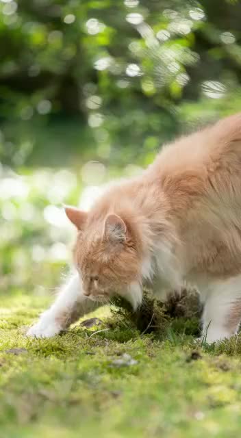 Gel Pengusir dan Training Kucing Kemasan 70gr