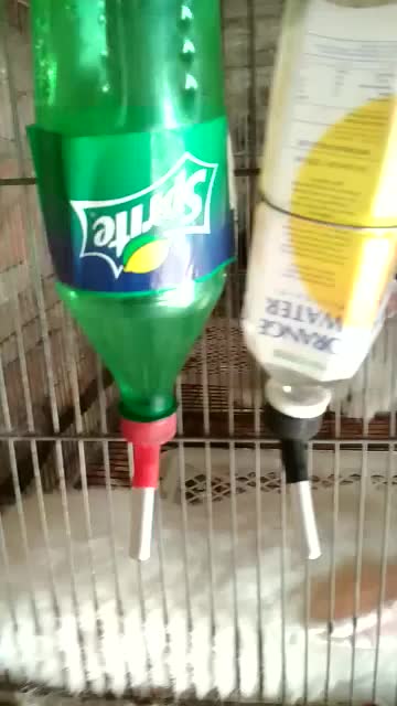 Niple Nipple Dot Kelinci Tutup Botol Cor Dobel Bola