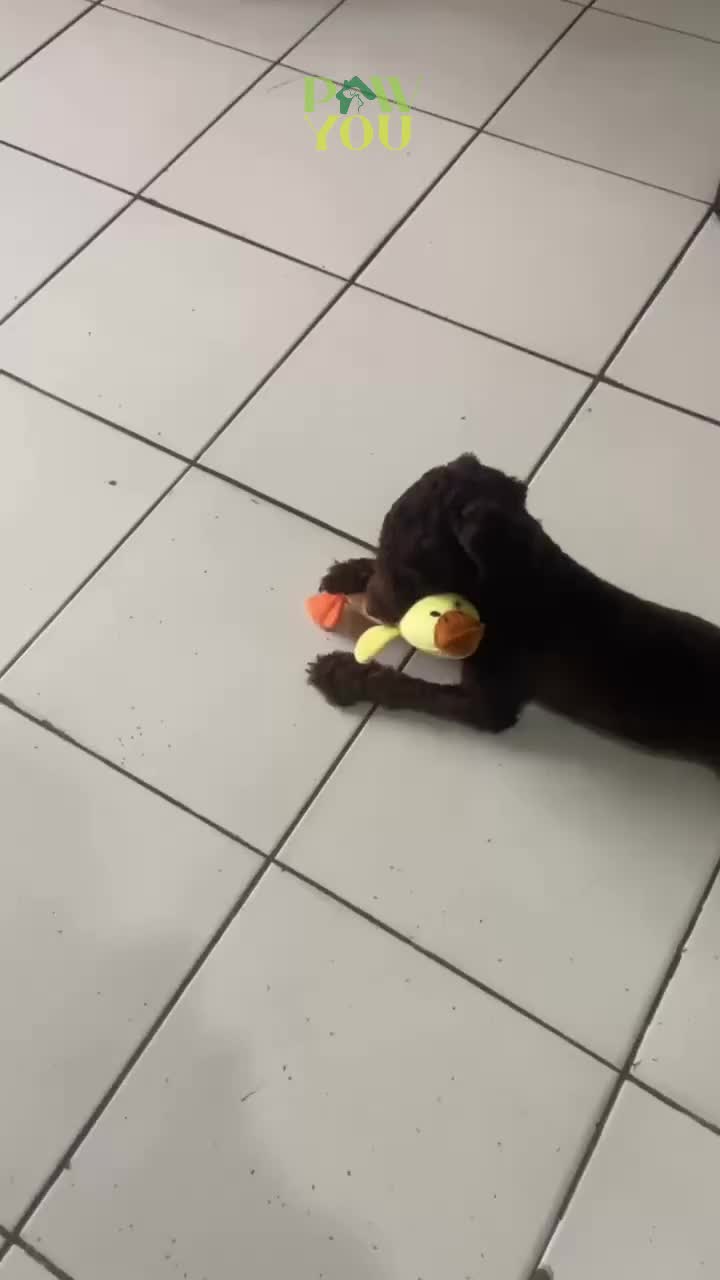 Mainan Gigitan Kucing Anjing Bunyi Suara Dipencet Karakter Boneka Gigit Hewan Lucu Squeaky Toy