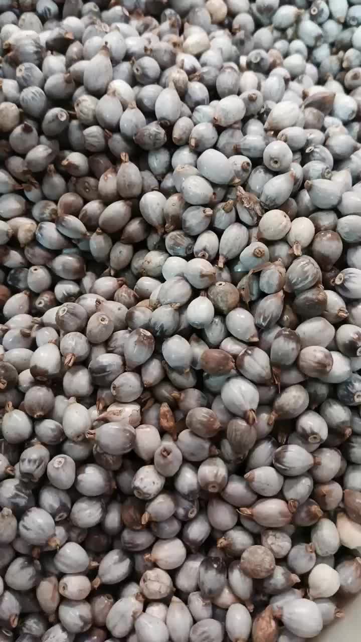 Jali-jali kering - 1 kg biji jali - barley seeds - Anjeli