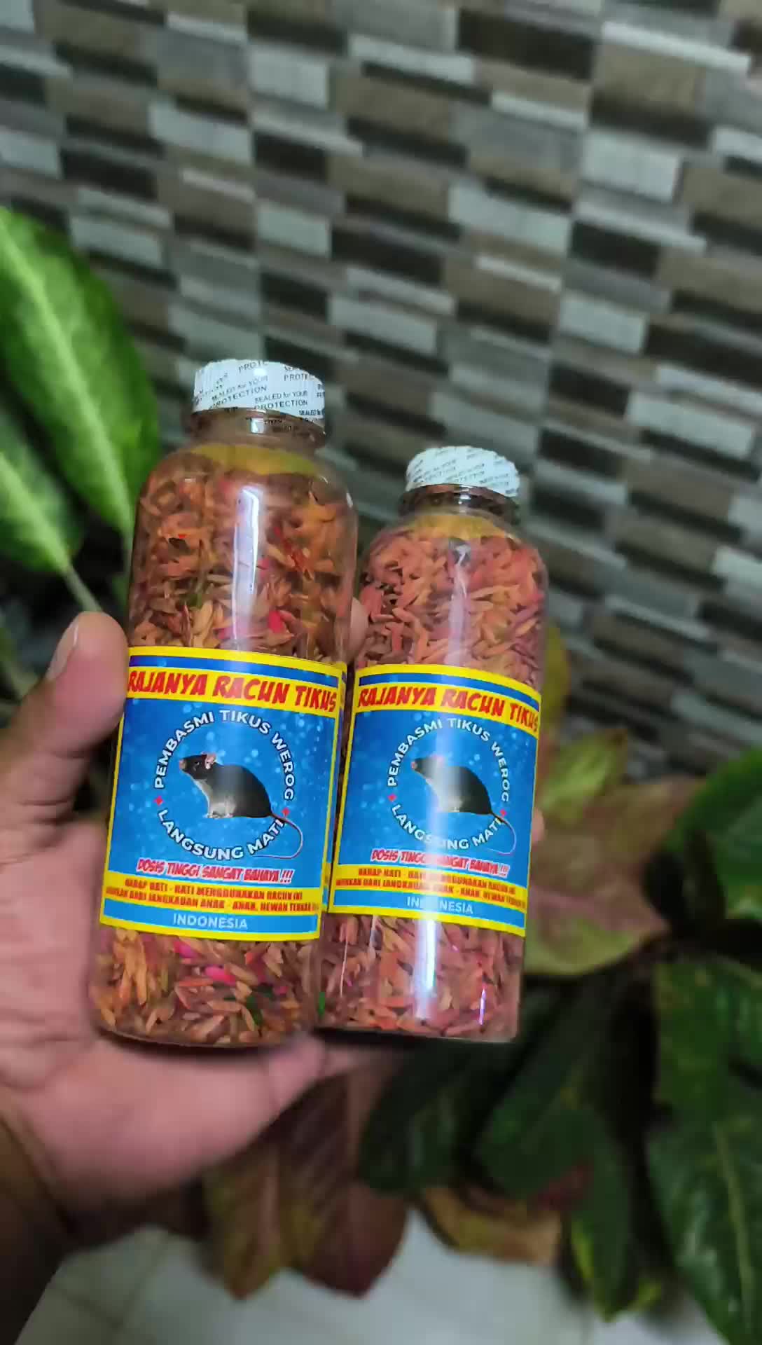 RAJANYA RACUN TIKUS WEROG DOSIS TINGGI CES PLENG LANGSUNG MATI DI TEMPAT