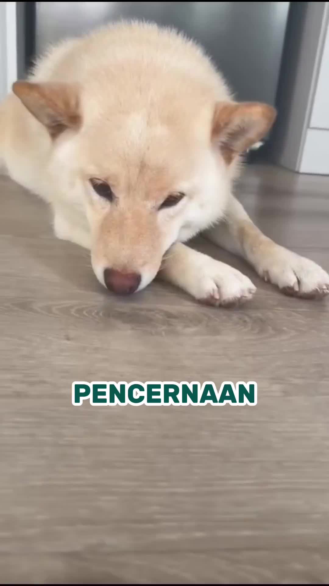 Dr. Soft Masterpiece Fermentation Duck - Makanan Anjing