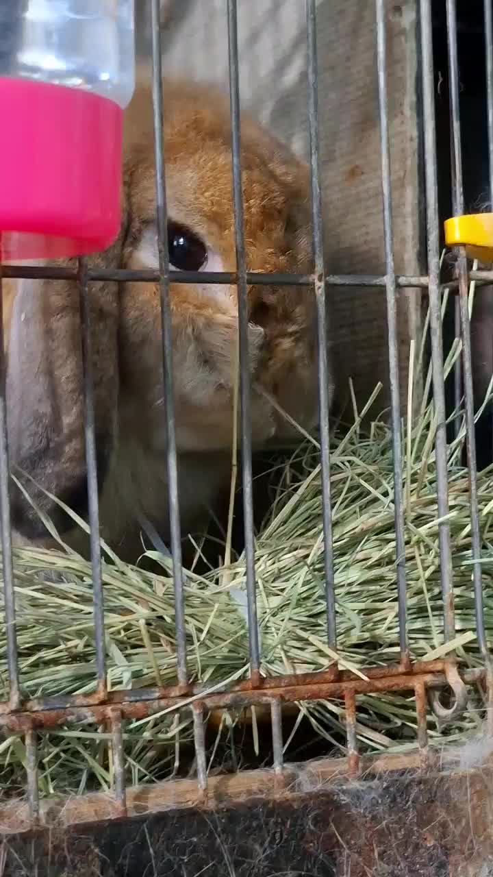 Rumput hay Bermuda makanan kelinci,hamster,guneapig kura"perpack isi 2kg