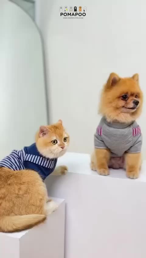 Baju Kucing Anjing MIKA OVERALL - Pomapoo - Baju Jumpsuit Monyet Anjing Kucing Jantan Betina