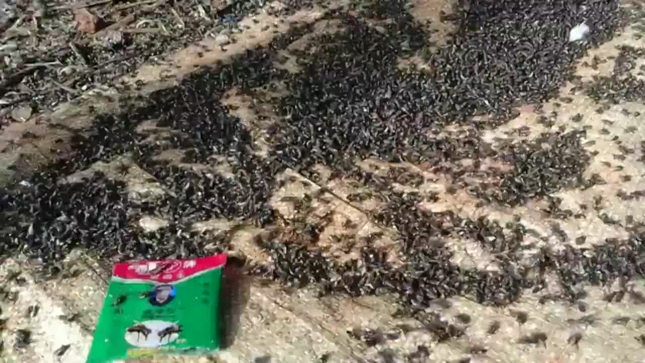 RACUN LALAT PEMBASMI LALAT AMPUH ORIGINAL ZHANG PEI ZHEN