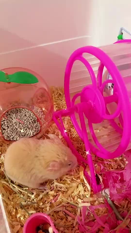 serbuk kayu wangi premium untuk hamster murah padat bersih by hamster tasik