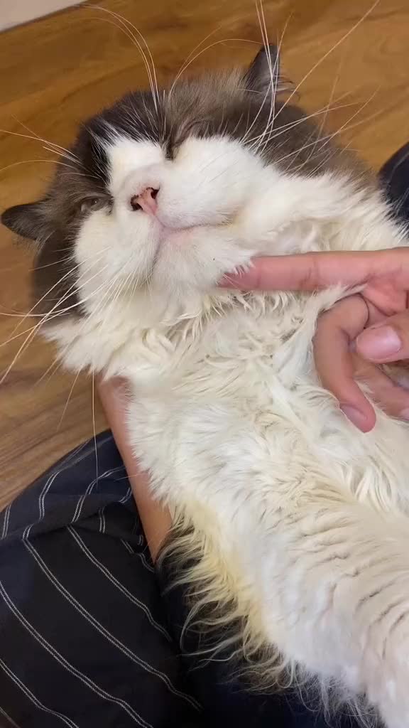 REMOV Obat Flu Dan Pilek Kucing Dan Anjing 10ml Efektif Mengatasi Flu Dan Pilek Pada Hewan Peliharaan Anda