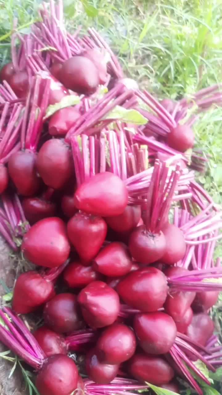 Buah Bit Segar 1kg - Beetroot langsung dari kebun