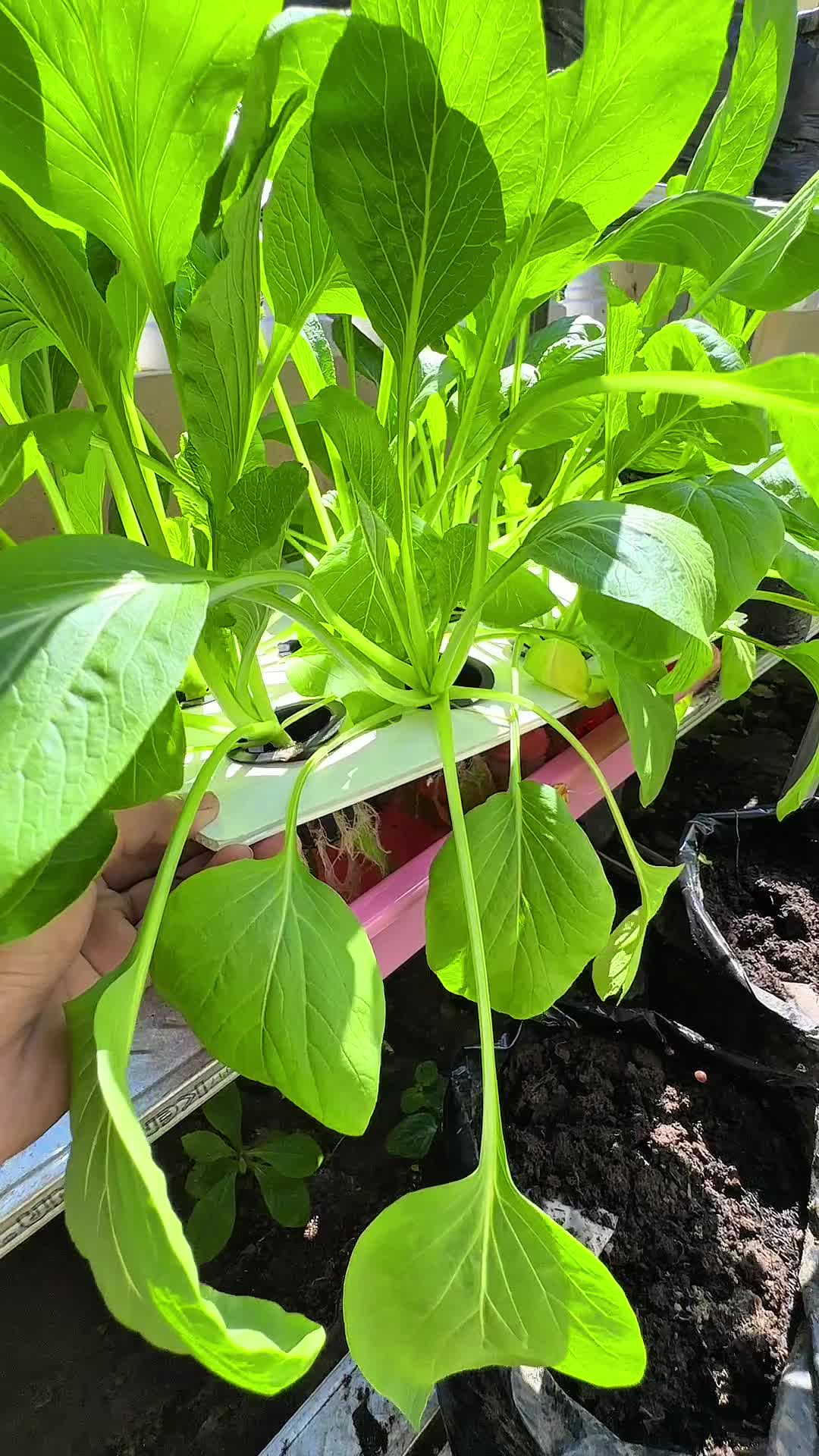 INFARM - Nutrisi Ab Mix Sayur 100 Liter Untuk Pupuk Hidroponik Infarm Tanaman Nutrition Pupuk Cair AB Mix Sayuran Daun Premium Subur, Cepat Tumbuh, Daun Lebar Hijau Segar Hidroponik Praktis untuk Sayur Cepat Panen Tanaman Sehat Infarm AB Mix Bubuk