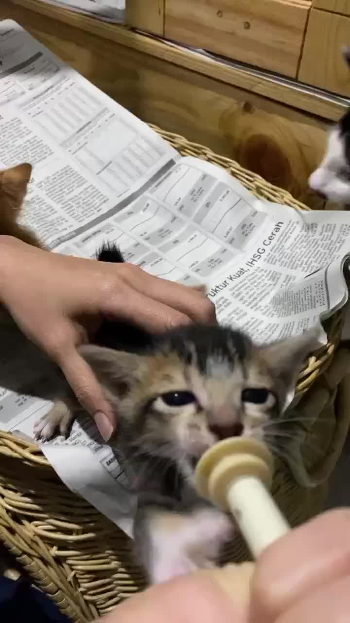 Dot Kucing Miracle Nipple Spuit 5ml + Nipple Kitten Botol Dot Susu Kitten Bayi Kucing Baru Lahir Umur 0 1 2 3 4 Bulan Silikon 4
