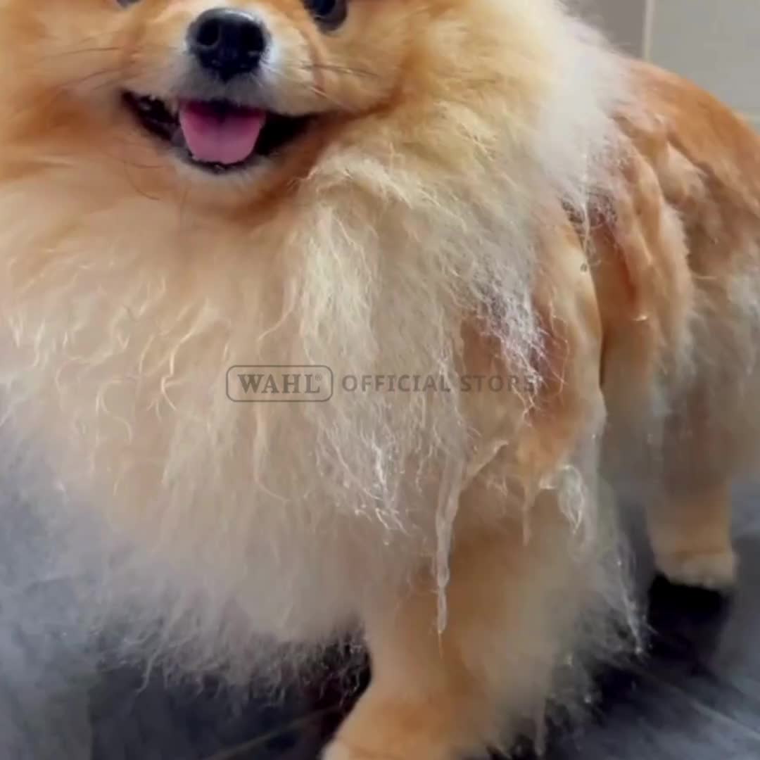 Wahl Pets Dog 4 in 1 Shampoo – Sampo & Conditioner Anjing, Sampo Perawatan Anjing