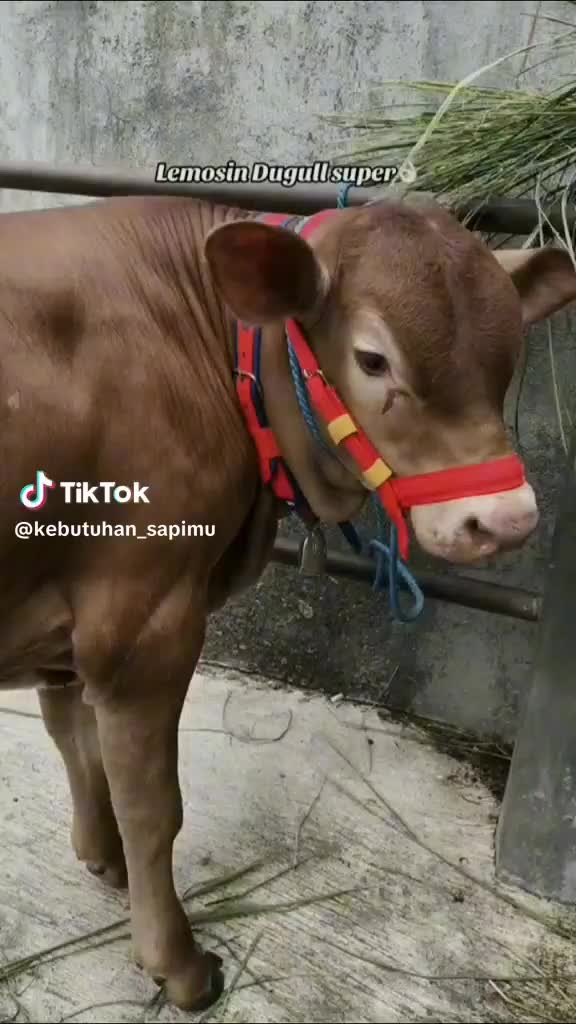 brangus / head halter sapi
