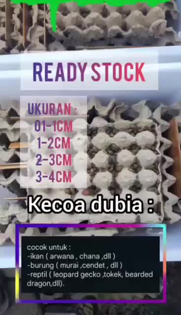 Kecoa dubia 0,5-1cm Murah !!! / Pakan reptil / Pakan hewan