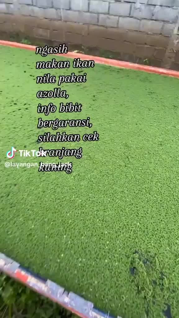 pakan alternatif ikan dan ternak azolla azola