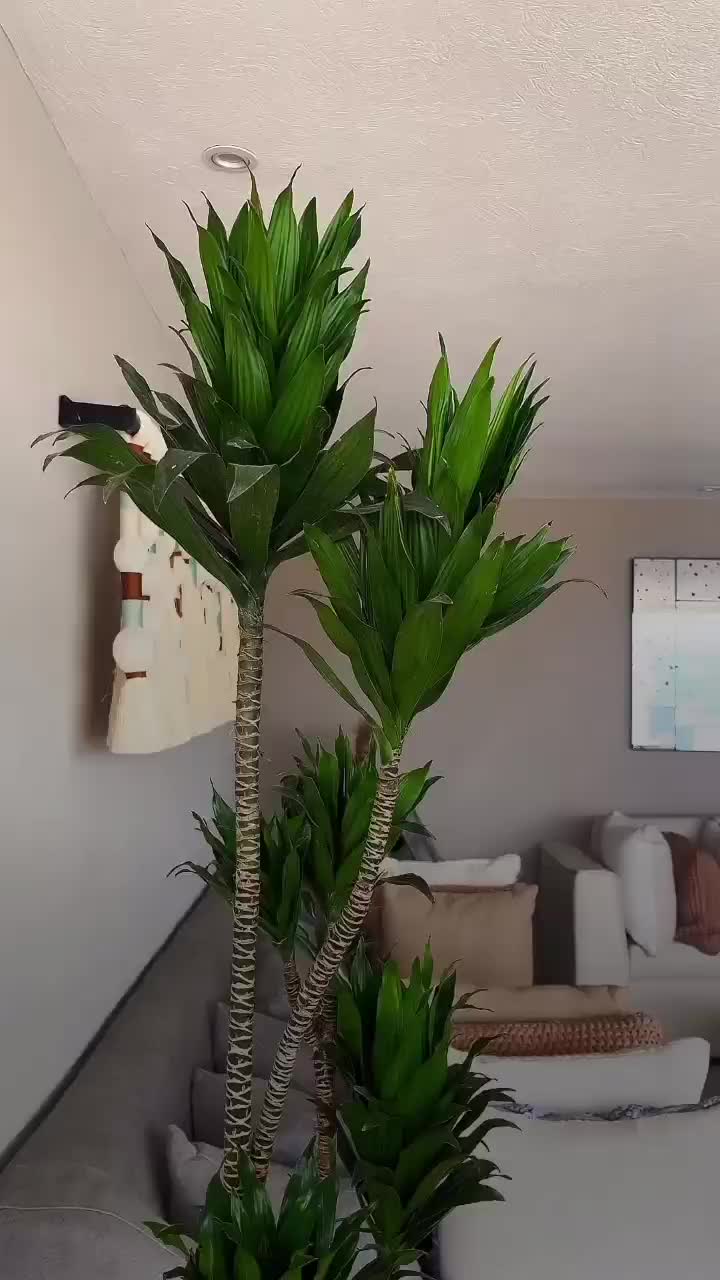 Tanaman Aesthetic Dracena Compacta - Pohon Dracena Compacta Siap Kirim