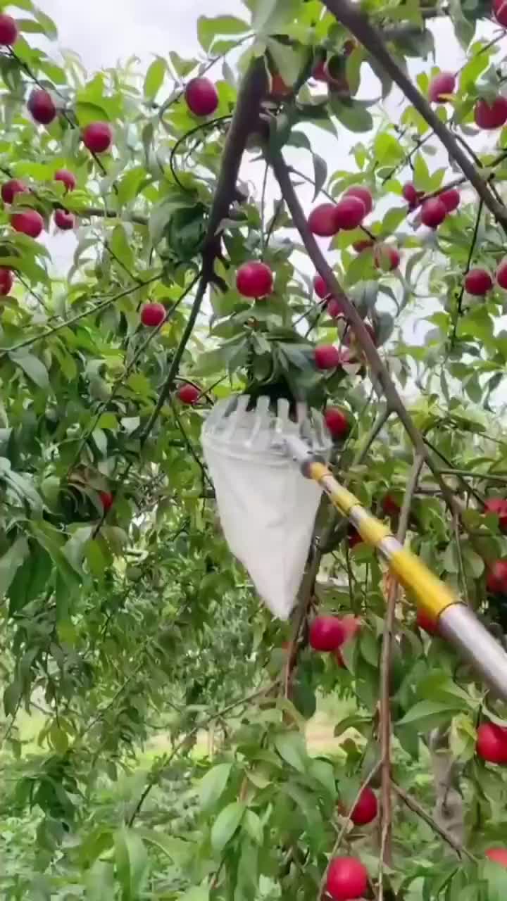 Gergaji Tiang Kombinasi Gergaji Pemangkas Cabang Tinggi, Peralatan Berkebun