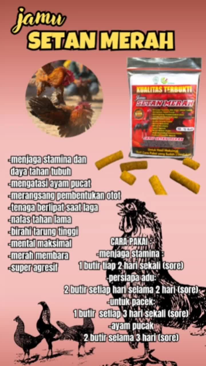 JAMU SETAN MERAH new kemasan BARU jamu ayam petarung- agresif dan galak