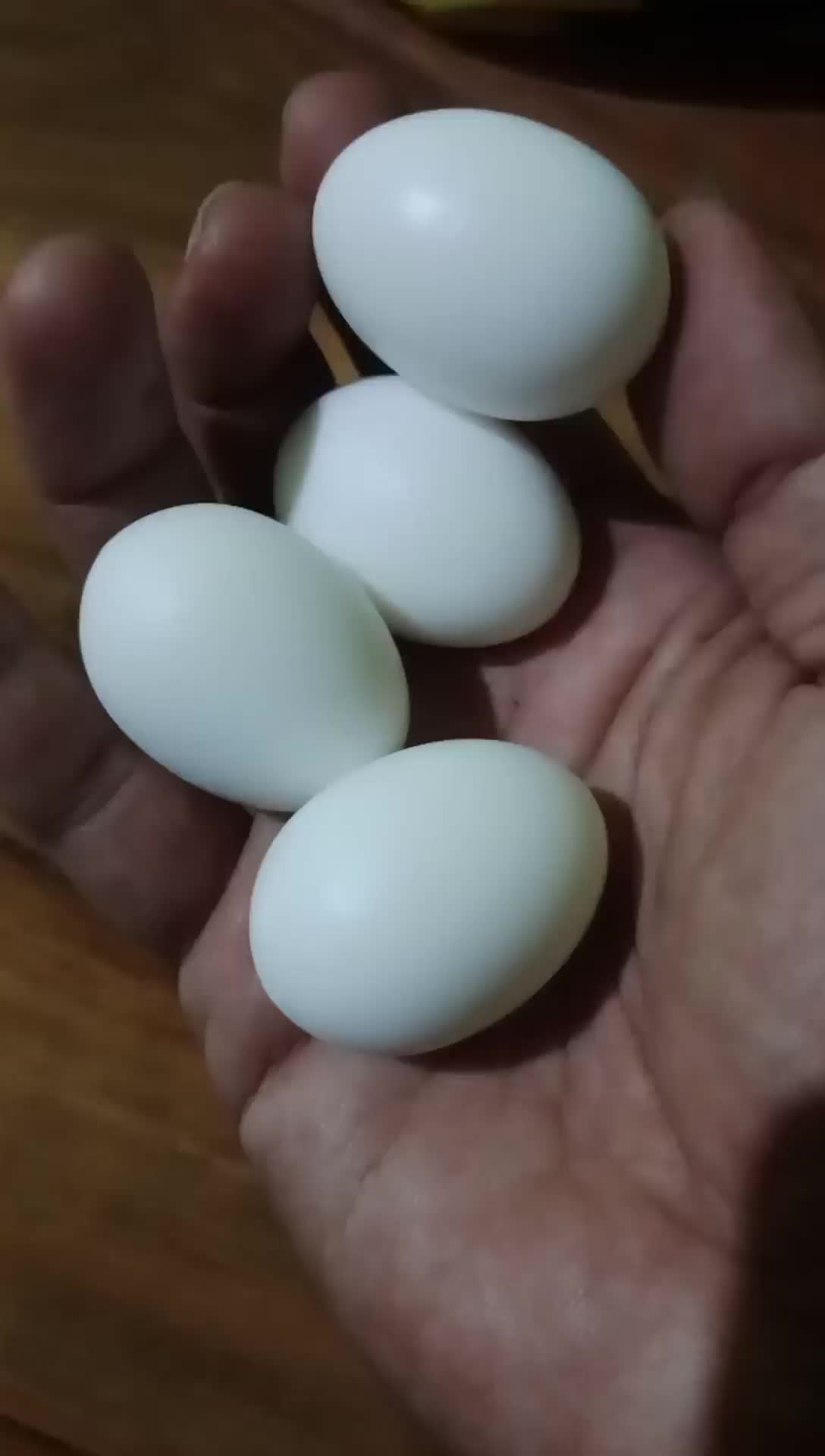 4 Butir Telur Mitasi Telur Merpati Palsu
