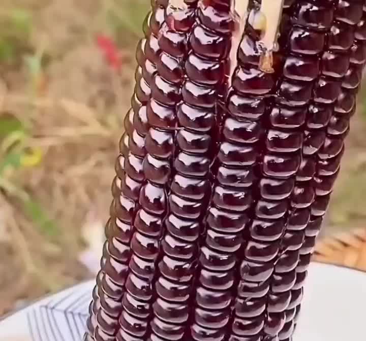 BIJI | BENIH TANAMAN JAGUNG KETAN PULUT UNGU