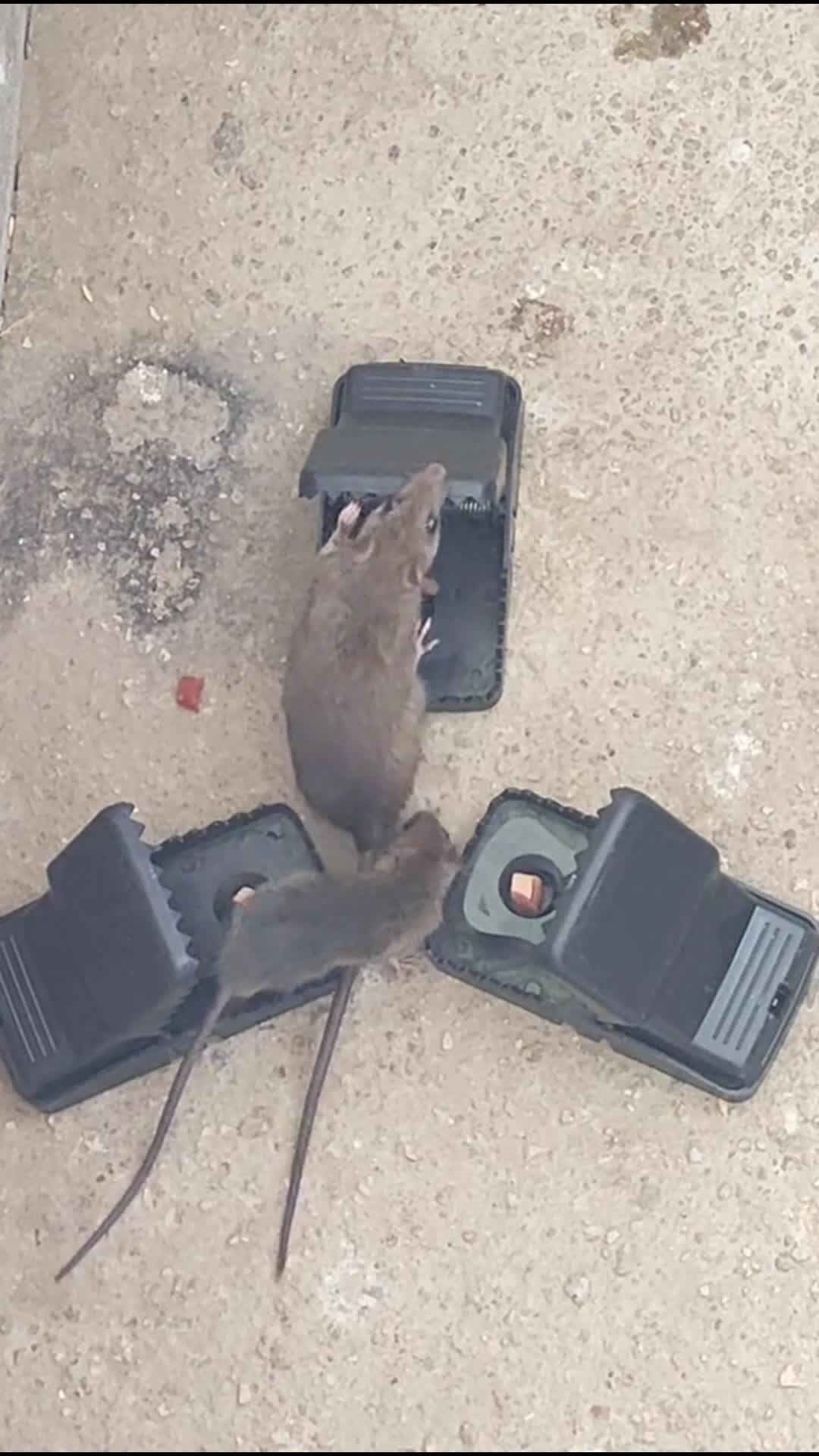 [COD] 3PCS Perangkap Tikus yang Dapat Digunakan Kembali - Penangkap Tikus yang Sederhana dan Efektif