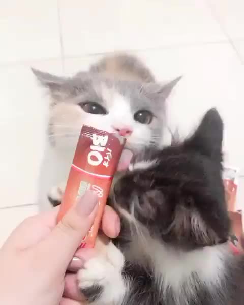 Bio Creamy 60gr Cemilan/Snack Kucing Liquid