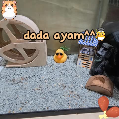 Hamtoro FD Whole Chicken Dada Ayam Utuh Kering Snack Sugar Glider, Hamster Tinggi Protein