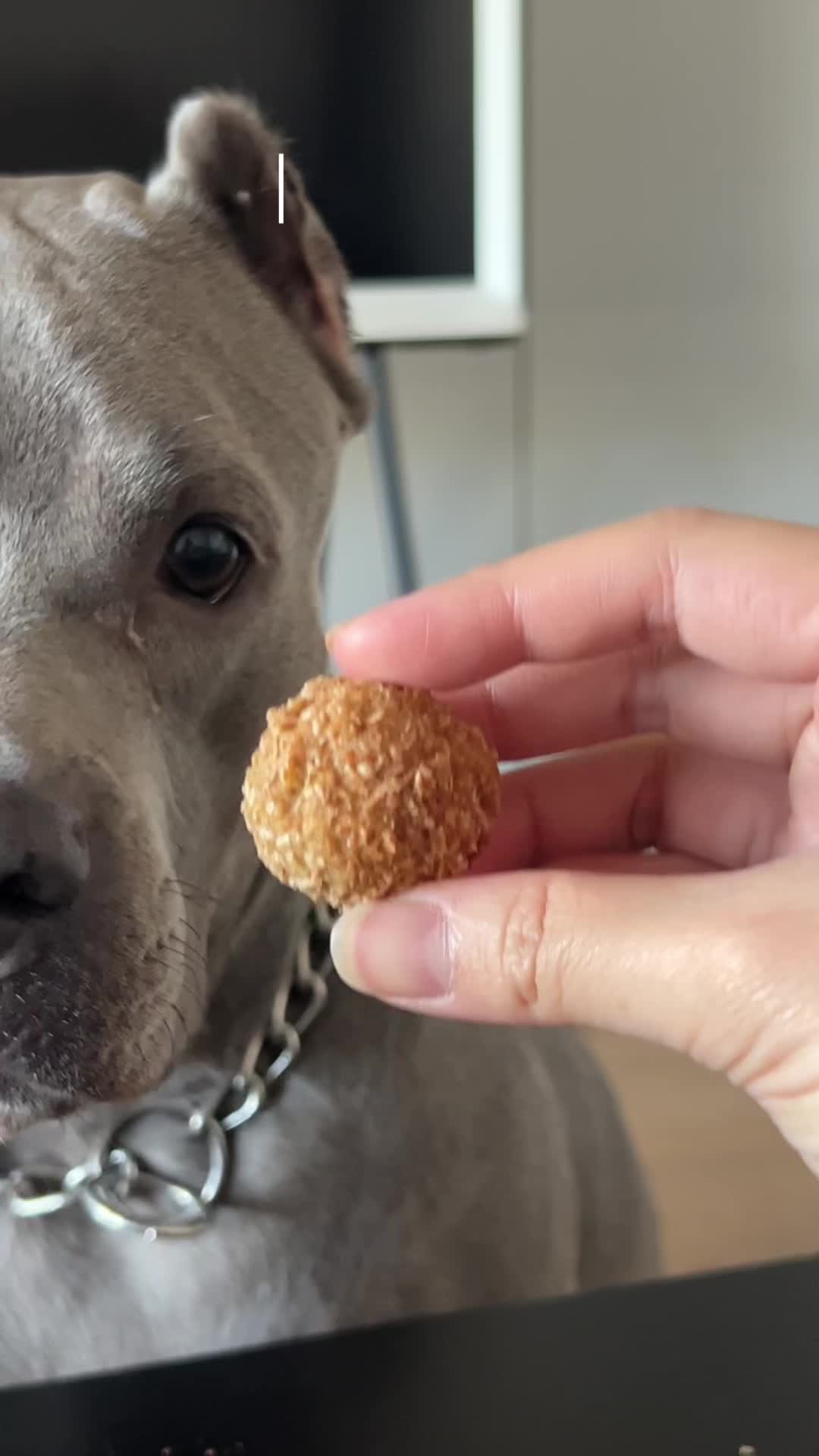 Pop Cake For Share | Kue Ulang Tahun Anjing Kucing | Birthday Cake For Dog Cat | Homemade Dog Food | Makanan Anjing Sehat | Dog Snack Dog Treats