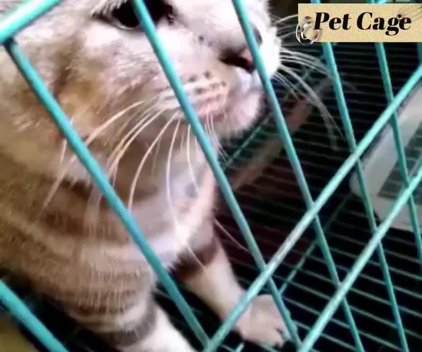 FOLOPETS LieBao Camilan Kucing - 3 Rasa Tuna/COD/Ayam, Bahan Alami & Kontrol Berat Badan!  【Promo Lebaran: Diskon 20%】