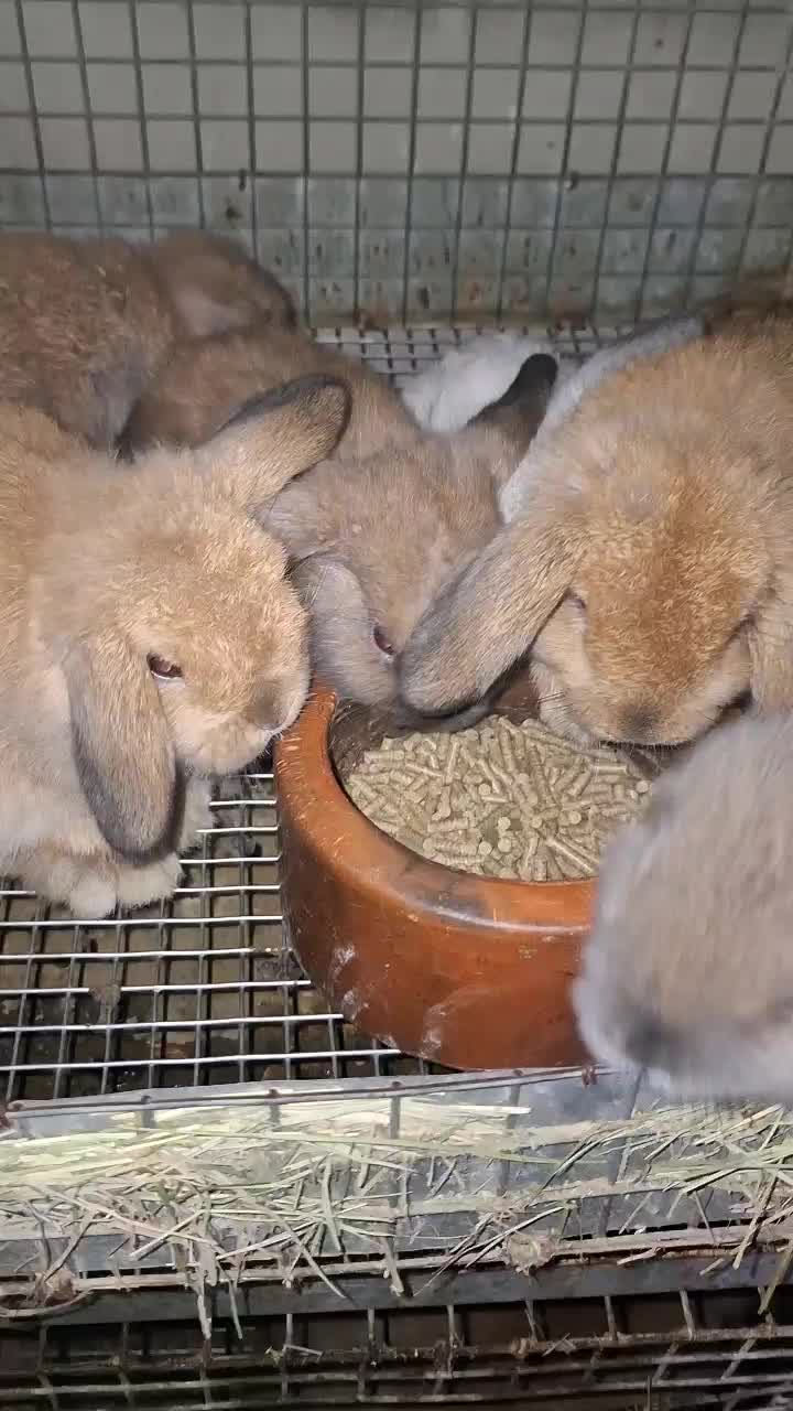 Makanan Kelinci Repack 1kg compact Rabbit feed cocok Untuk kelinci Anda