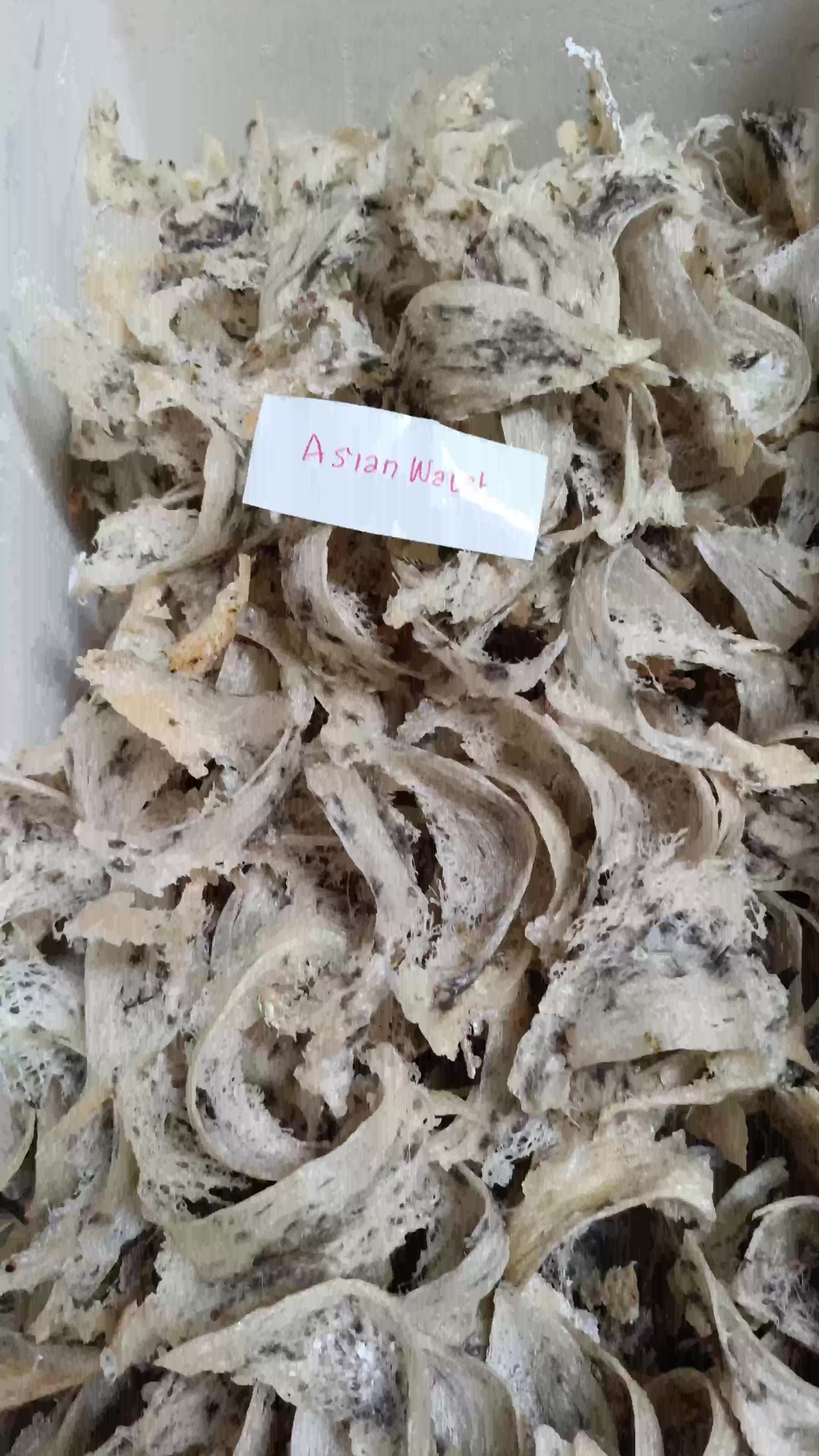 sarang walet super plontos   berat 8gr+