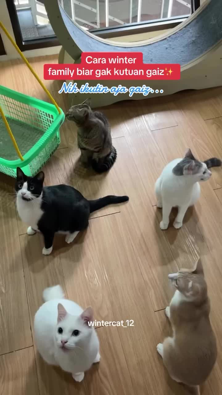 Semprotan Pembasmi Kutu dan Telurnya Remov Flea Remover